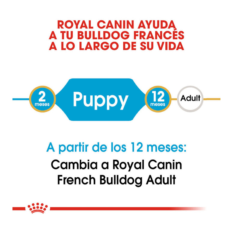 Royal Canin Puppy French Bulldog ração para cães , , large image number null